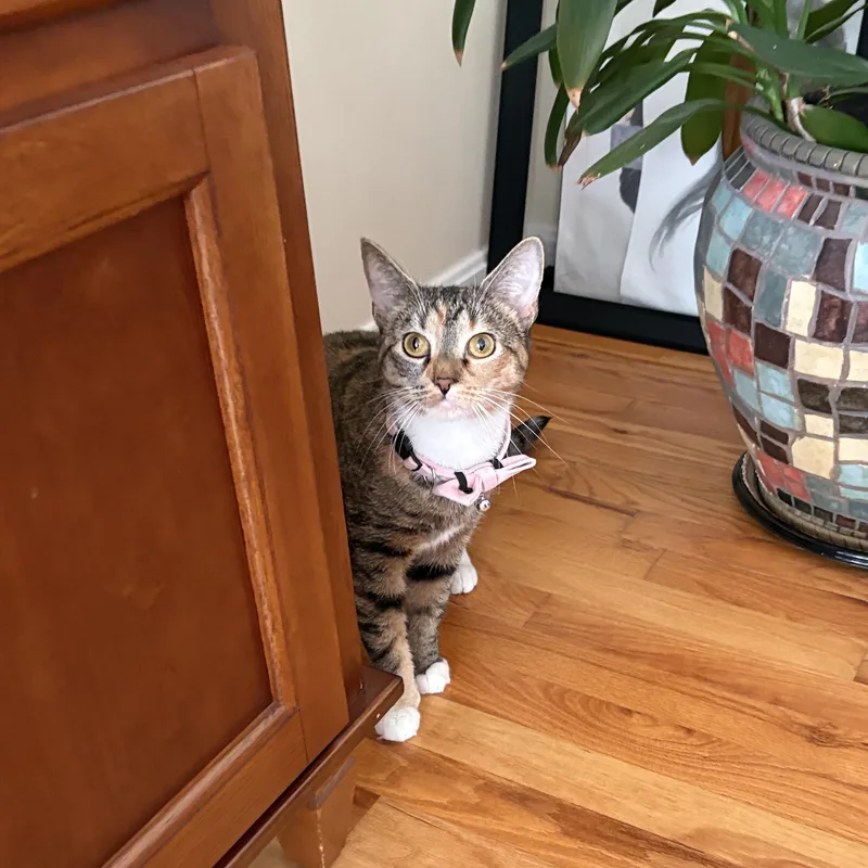 An adult medium-sized female Tabby (Brown / Chocolate) Domestic Short Hair cat named Maya for adoption in East Greenwich, RI