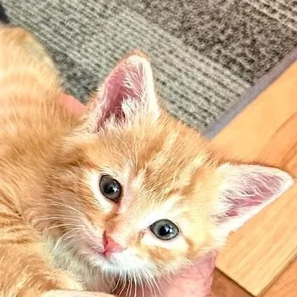 A baby small-sized male Orange / Red Domestic Short Hair cat named Finn for adoption in Fairfax Station, VA