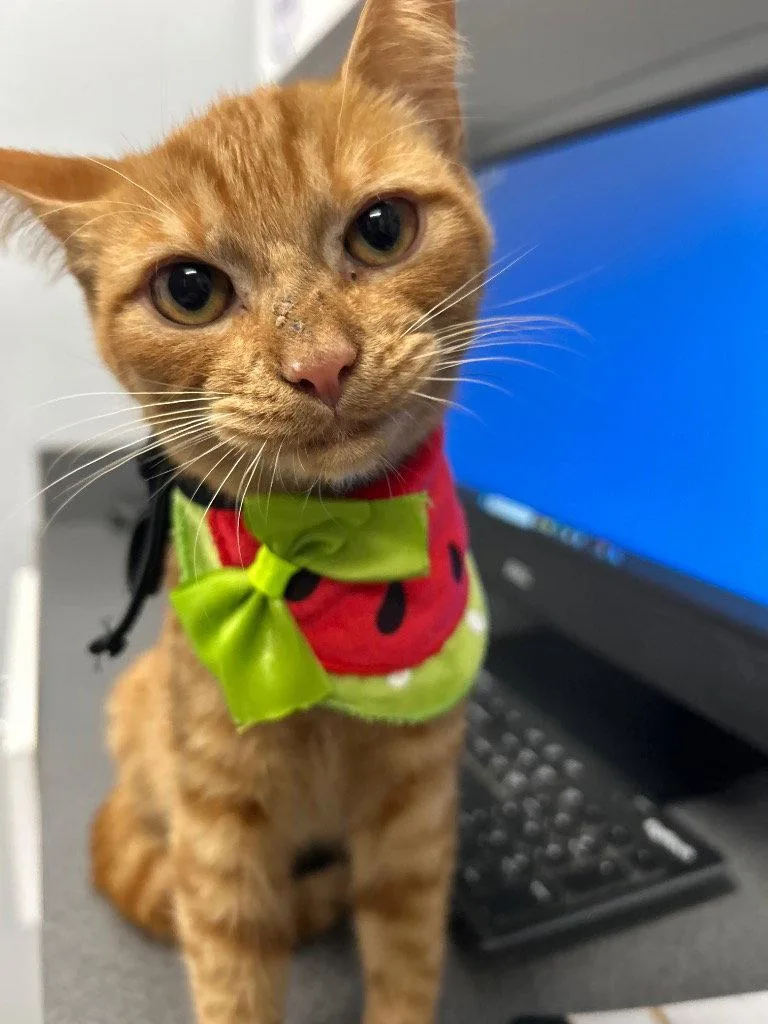 A young medium-sized male Tabby cat named Mordei for adoption in Garner, NC