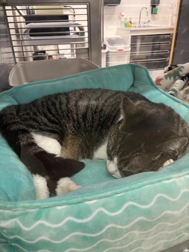 An adult medium-sized male Gray & White Domestic Short Hair cat named Michu for adoption in Deltona, FL