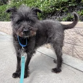A senior medium-sized female Black Terrier dog named Nicki for adoption in Ramona, CA