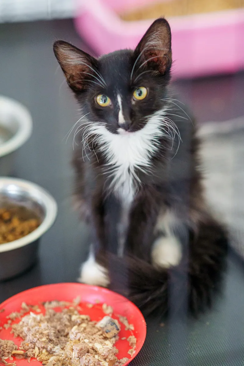 A baby medium-sized male Black & White / Tuxedo Domestic Medium Hair cat named Watson for adoption in LAMPASAS, TX