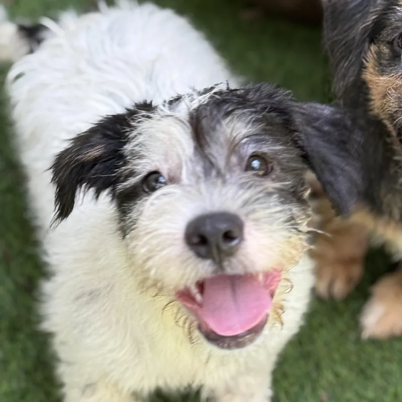 A baby medium-sized female White / Cream Shih Tzu dog named Tommy for adoption in Proctorville, OH