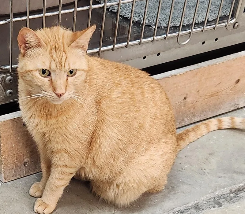 An adult medium-sized female Tabby (Orange / Red) Domestic Short Hair cat named Jinxie for adoption in San Antonio, TX