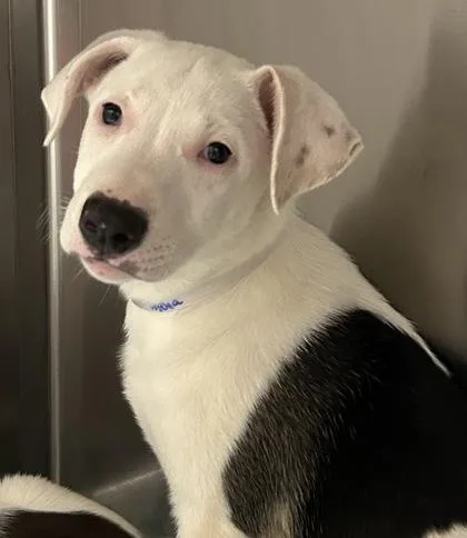 A young large-sized female Pit Bull Terrier dog named India for adoption in Kansas City, MO