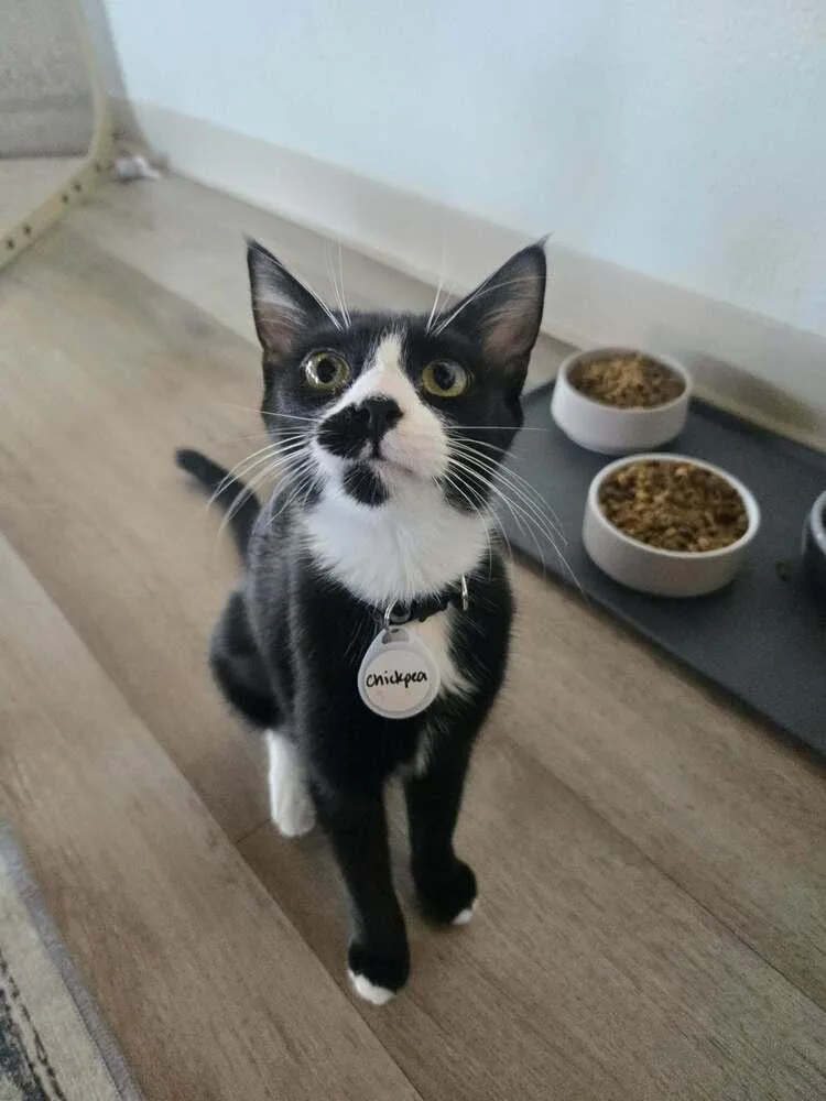 A baby medium-sized female Domestic Short Hair cat named Chickpea for adoption in tucson, AZ