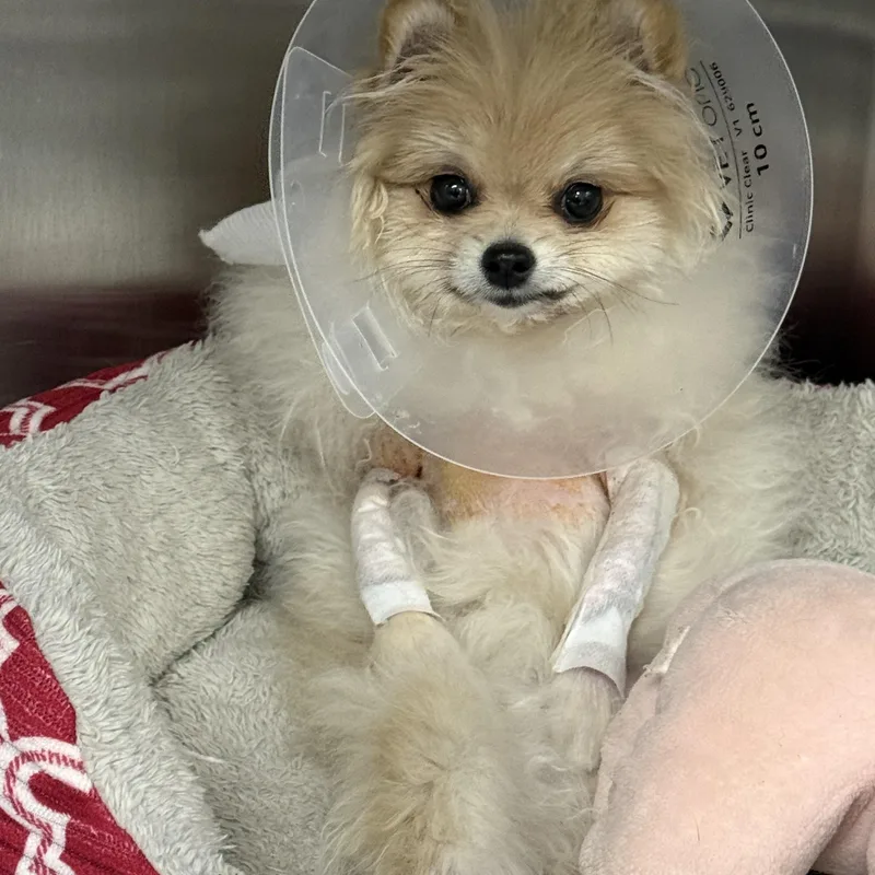 Gia