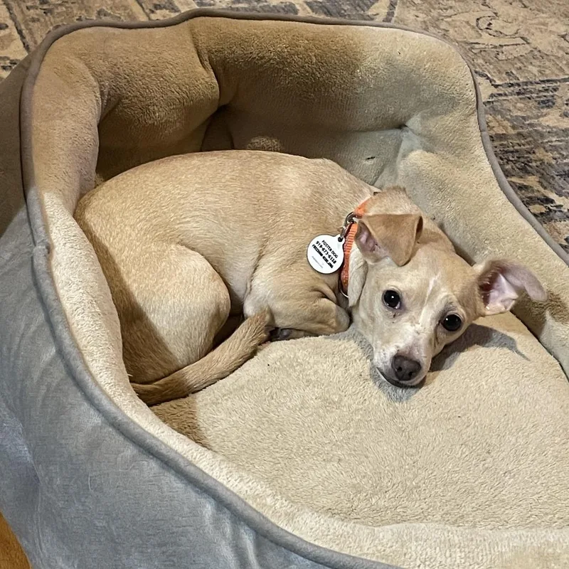 An adult small-sized female Yellow / Tan / Blond / Fawn Chihuahua dog named Venti for adoption in Raleigh, NC