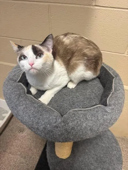 An adult large-sized female Calico cat named Harmony for adoption in Ivins, UT
