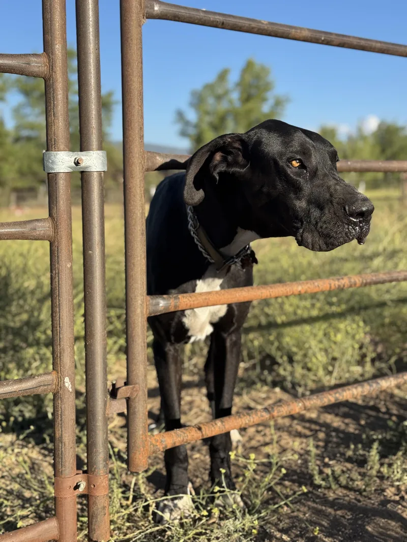 Mr. Darcy thumbnail 3