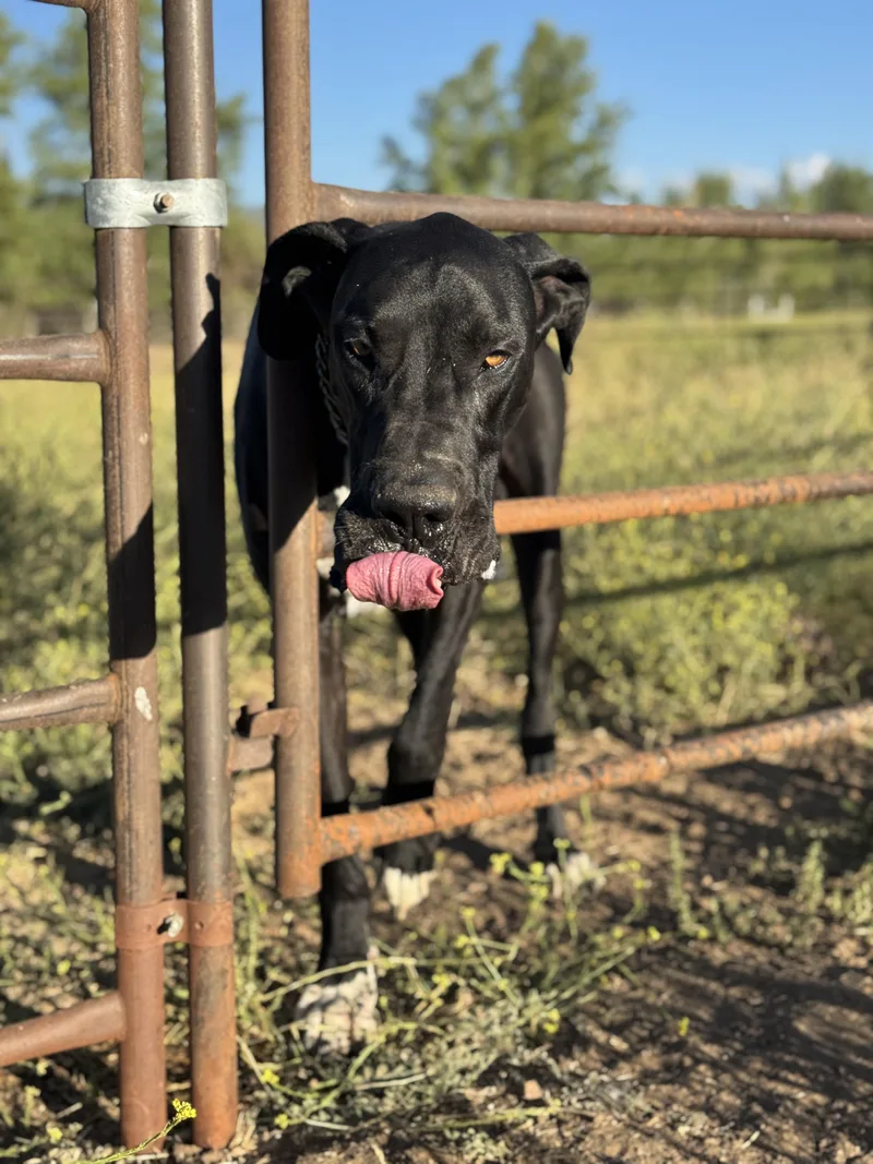 Mr. Darcy thumbnail 4