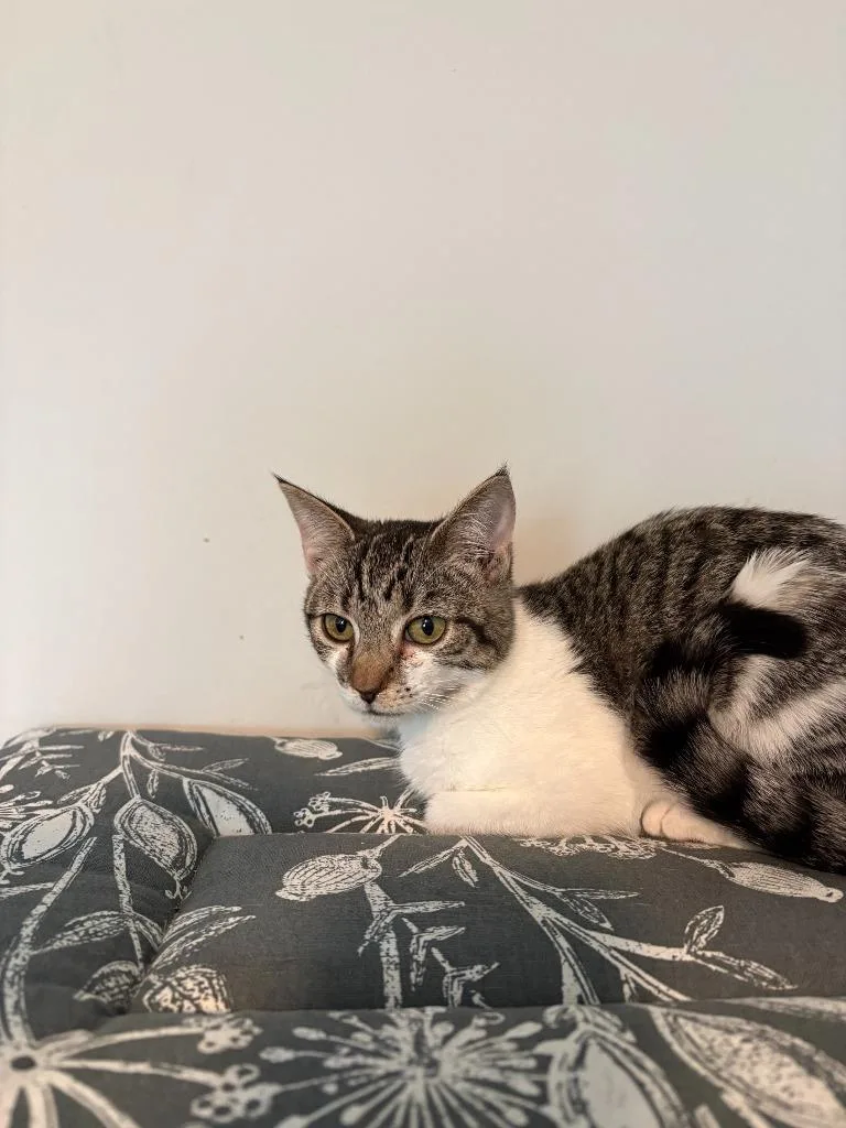 A baby large-sized male Domestic Short Hair cat named Frost Bite for adoption in warrenville, SC