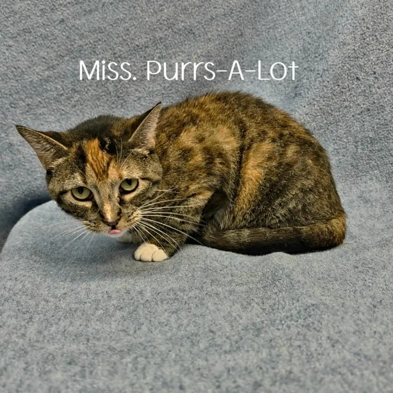An adult medium-sized female Calico Domestic Short Hair cat named Miss. PurrsALot for adoption in Parkersburg, WV