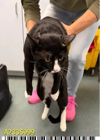 A young large-sized male Domestic Short Hair cat named Puma for adoption in West Palm Beach, FL