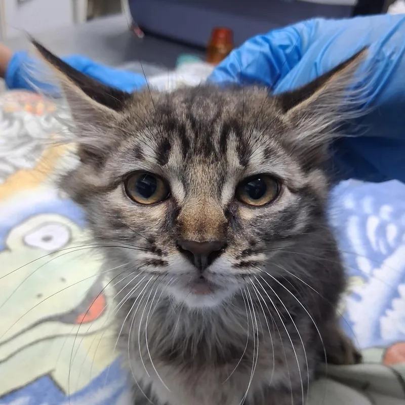 A baby small-sized female Brown / Chocolate Domestic Medium Hair cat named Talula for adoption in Summerville, SC