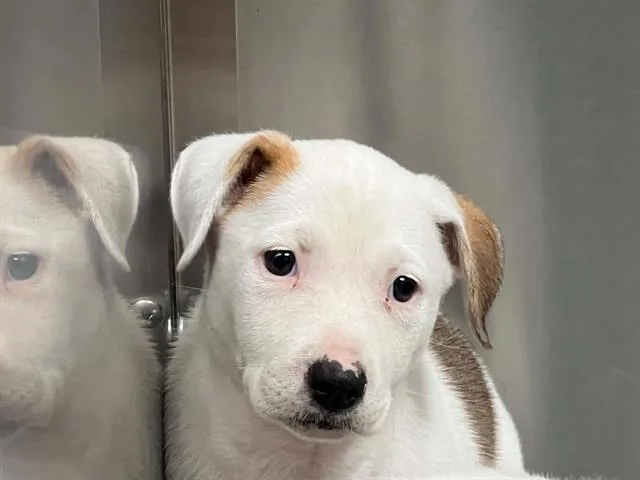 A baby small-sized female Labrador Retriever dog named Athena for adoption in Tustin, CA