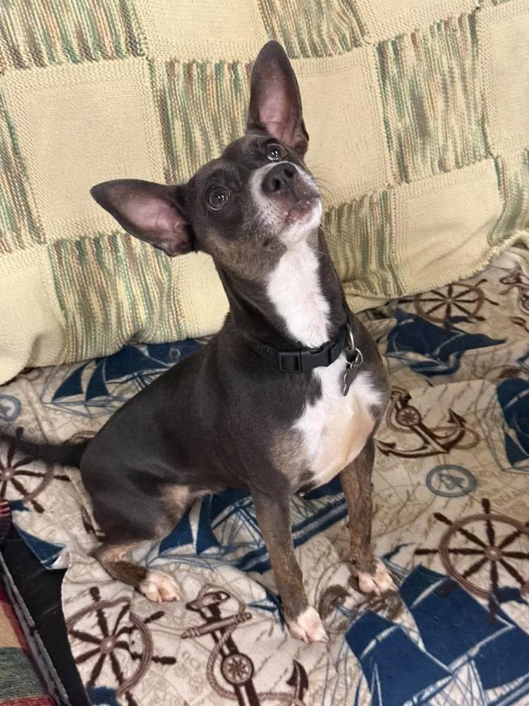 An adult small-sized female Chihuahua dog named Sapphire for adoption in Groveland, MA