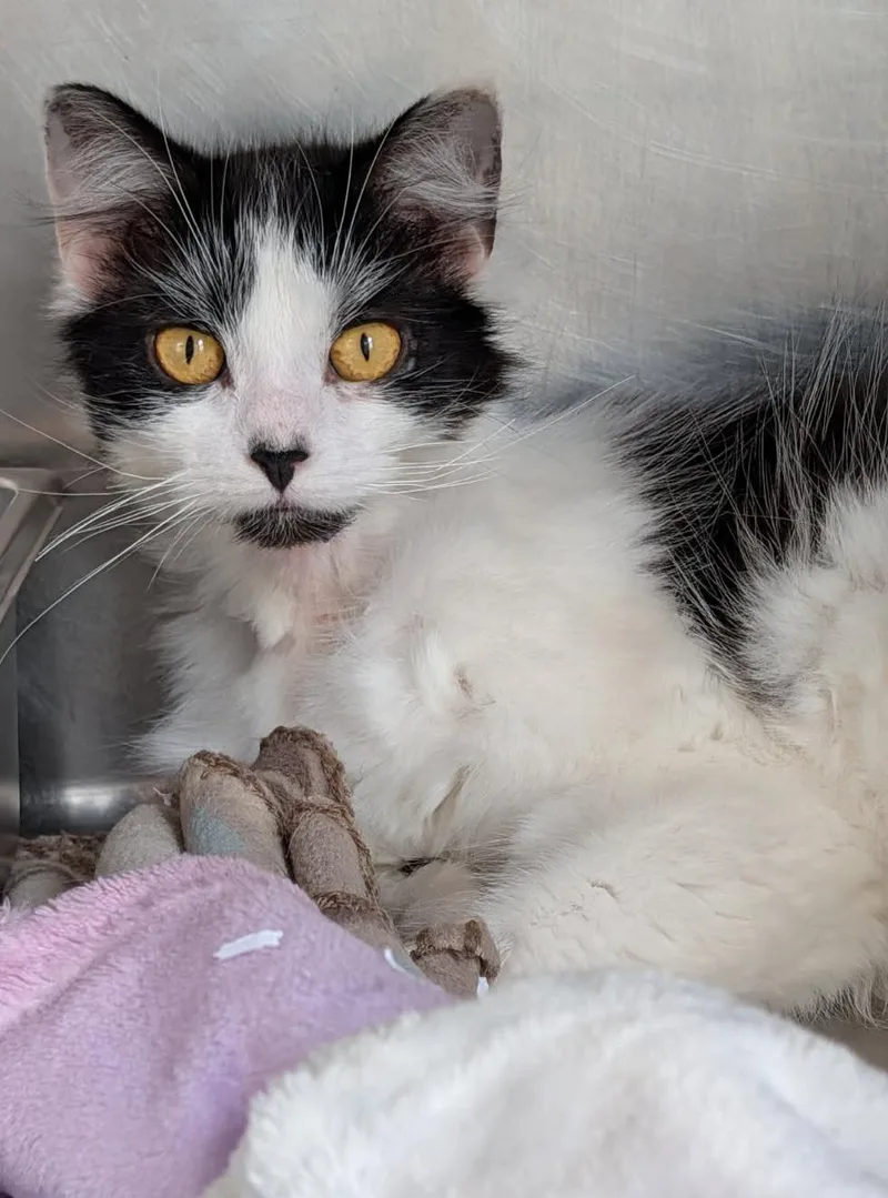 Persephone thumbnail 2