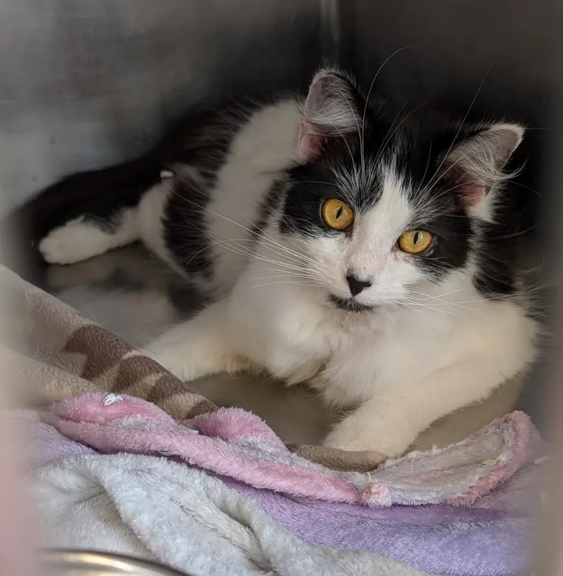 A young medium-sized female White Domestic Long Hair cat named Persephone for adoption in Marietta, OH