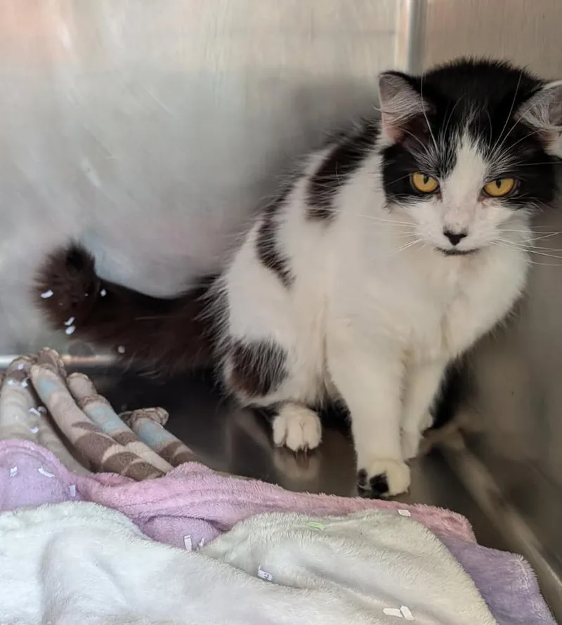 Persephone thumbnail 3