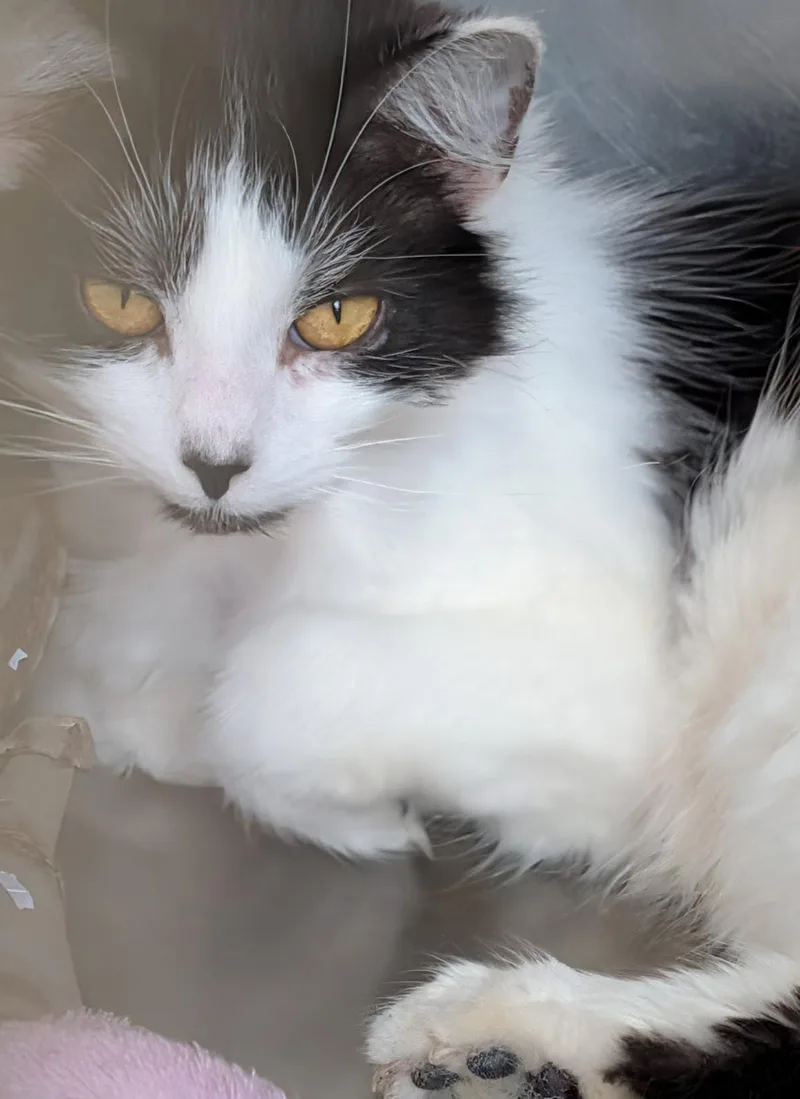 Persephone thumbnail 4