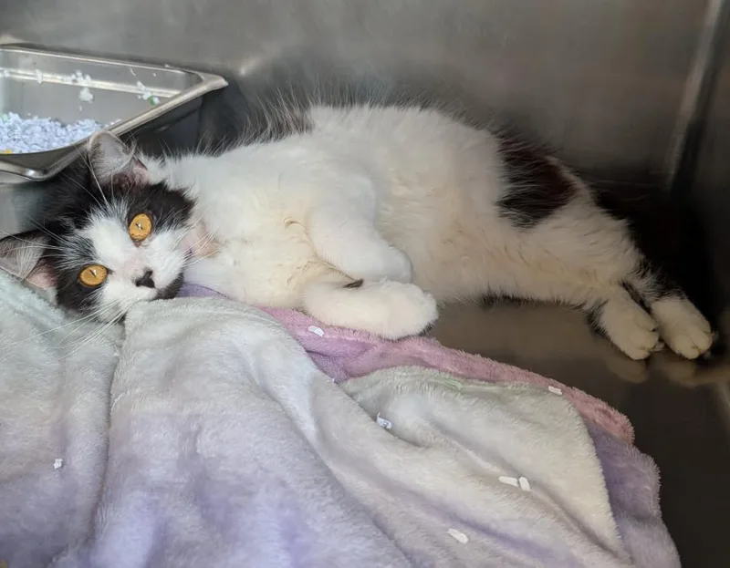 Persephone thumbnail 5