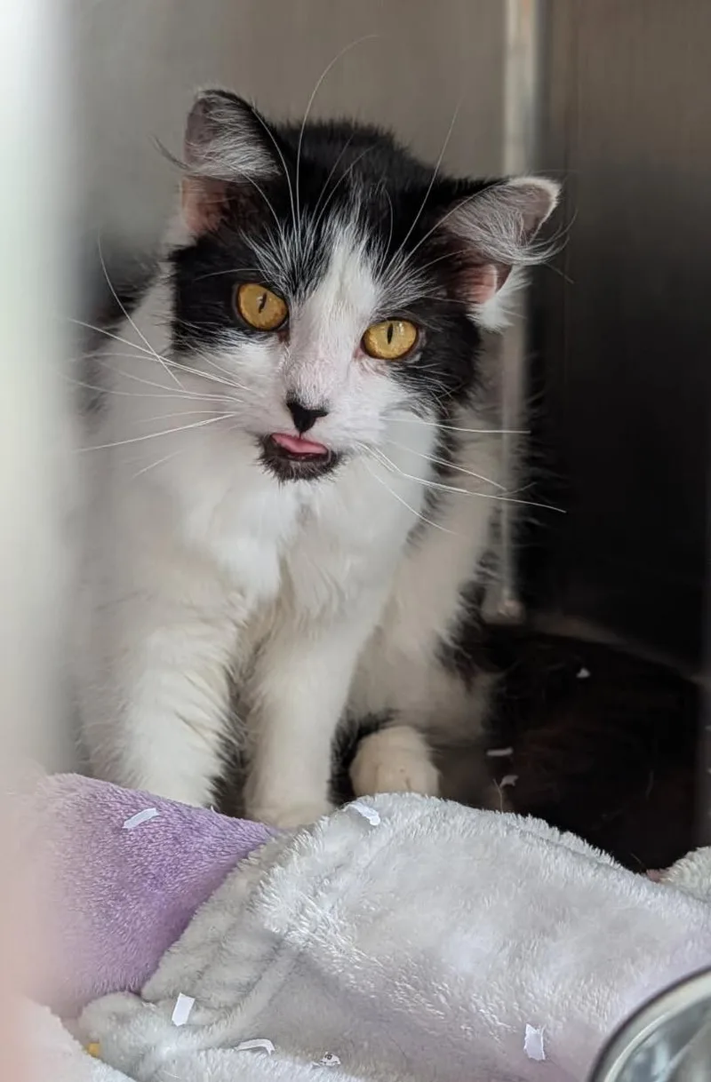 Persephone thumbnail 6