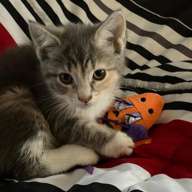 A baby small-sized female Calico Domestic Short Hair cat named Daisy for adoption in Newark, NJ