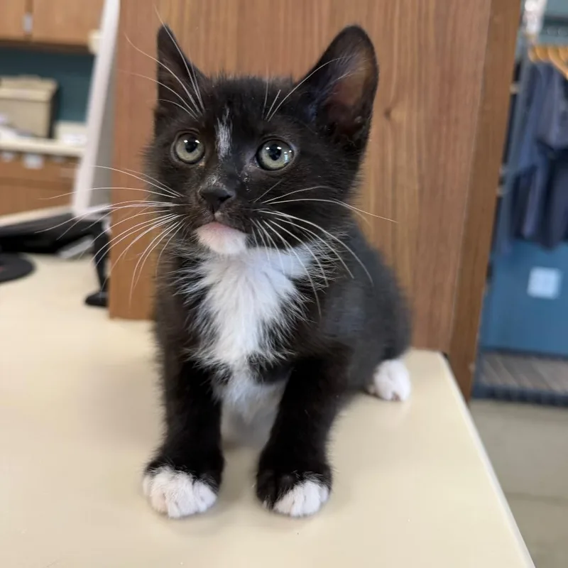 A baby small-sized male Black Domestic Short Hair cat named Gremlin for adoption in Cody, WY