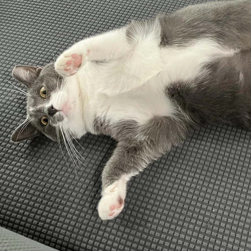 An adult large-sized female Gray / Blue / Silver American Shorthair cat named Pickles for adoption in Nashville, TN