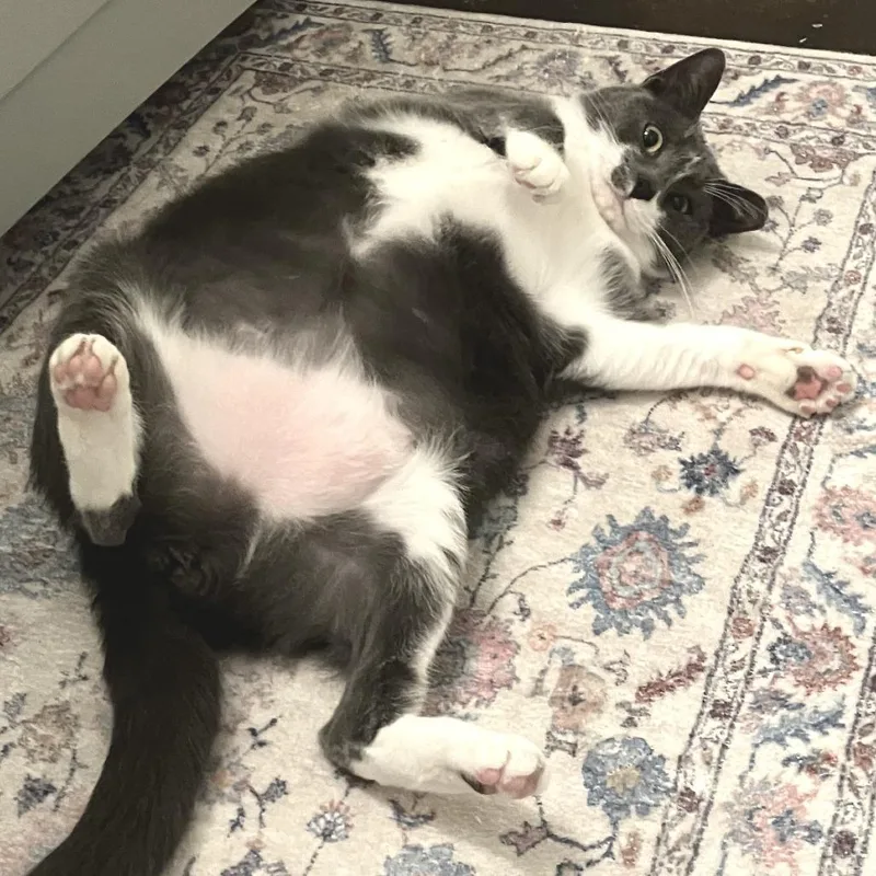 Pickles thumbnail 5