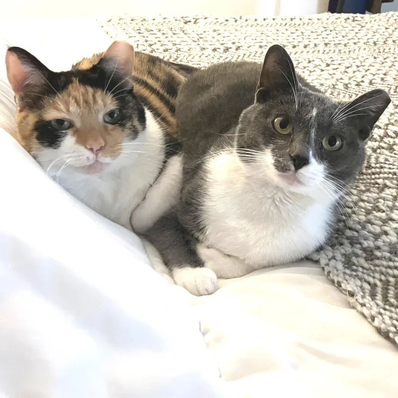 Pickles thumbnail 6