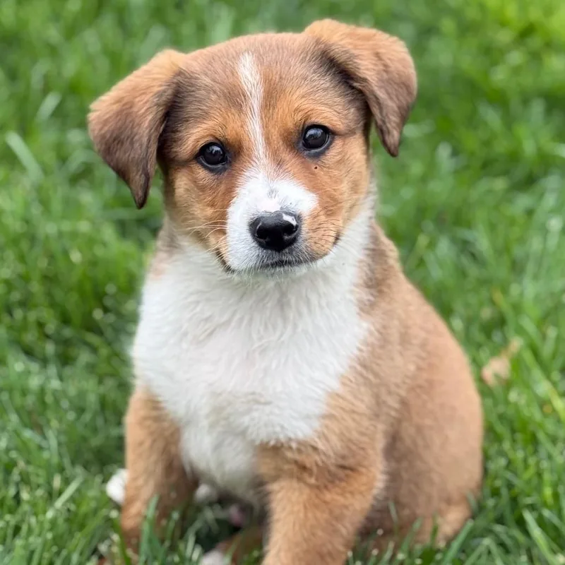 A baby medium-sized male Brown / Chocolate Mixed Breed dog named Illya for adoption in Cincinnati, OH