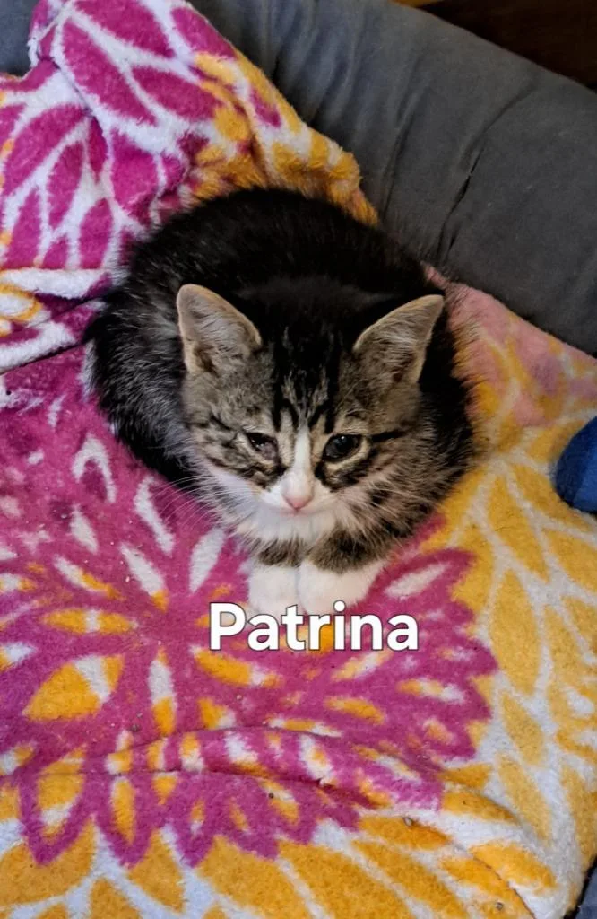 Patrina