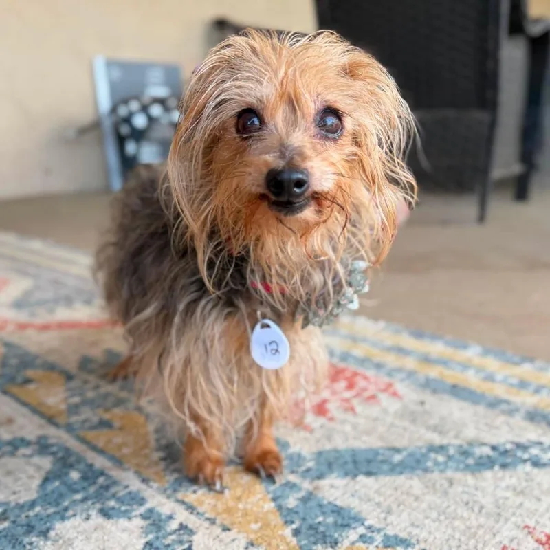 A senior small-sized female Brown / Chocolate Yorkshire Terrier dog named Super Bee for adoption in Ramona, CA