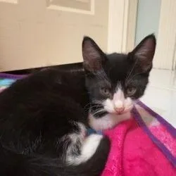A baby small-sized female Gray / Blue / Silver Domestic Short Hair cat named Chip for adoption in West Palm Beach, FL