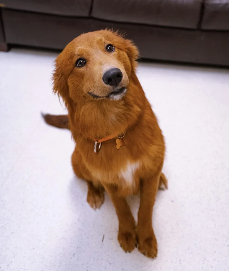 Gracie