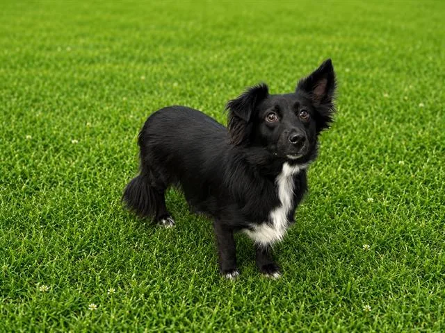 A young small-sized female Dachshund dog named Miley for adoption in Fairfield, CA