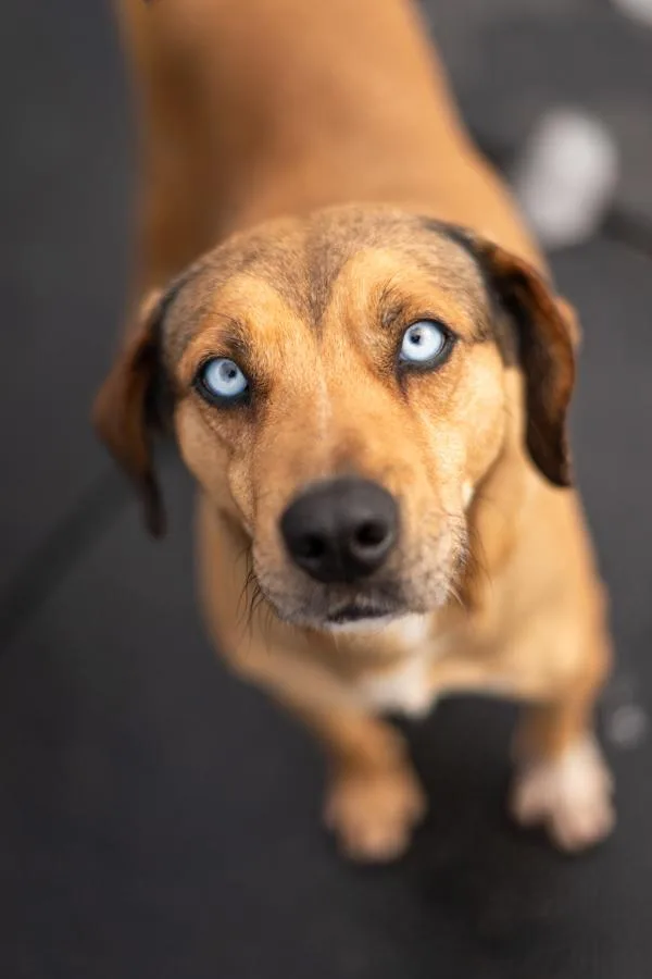An adult medium-sized female Shepherd dog named Buffy for adoption in Stratham, NH