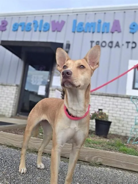 A young medium-sized female Mixed Breed dog named Fila for adoption in Fort Walton Beach, FL