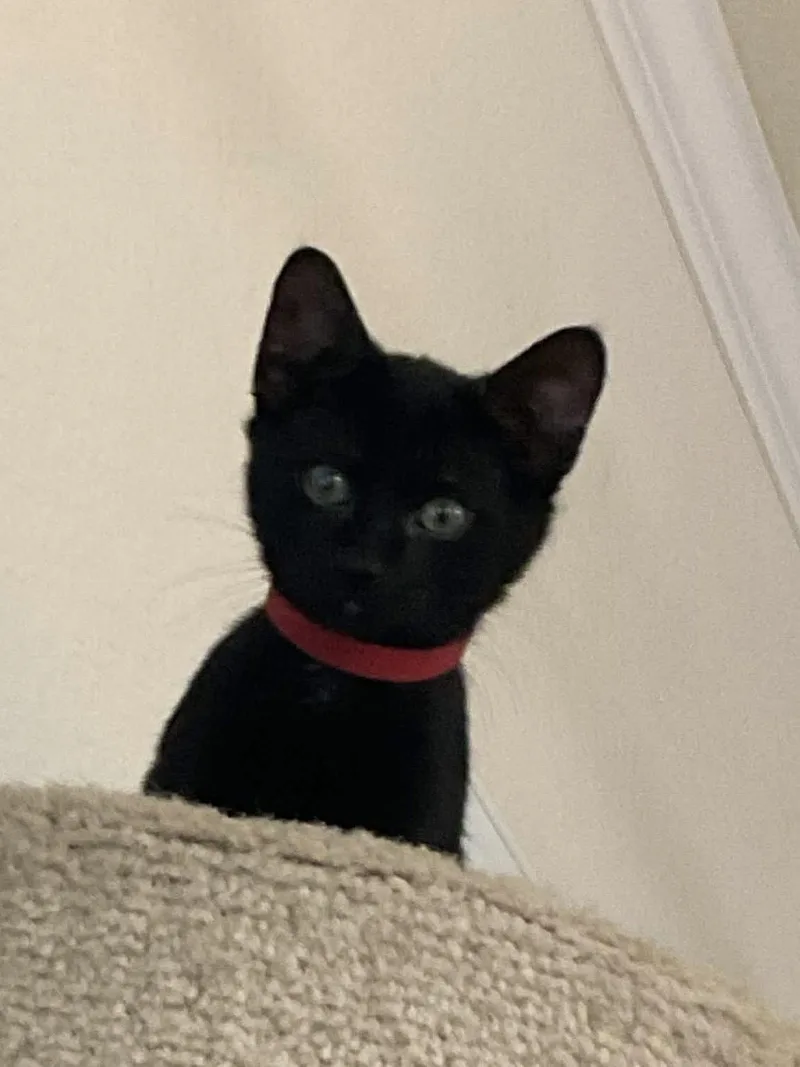 A baby medium-sized male Black Domestic Short Hair cat named Winnie the Pooh for adoption in Fort Worth, TX