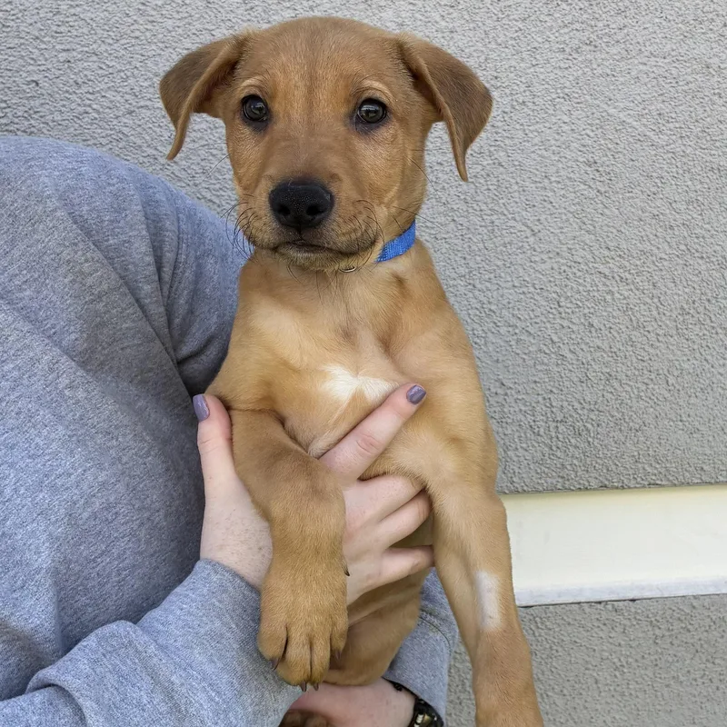 A baby medium-sized male Mixed Breed dog named McNabb for adoption in Henderson, NV