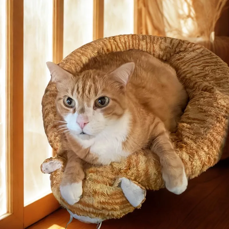 A senior extra large-sized male Orange / Red Domestic Medium Hair cat named Finn for adoption in Kansas City, MO