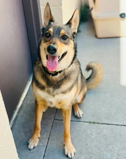 An adult small-sized female Mixed Breed dog named Saturn for adoption in West Chester, PA