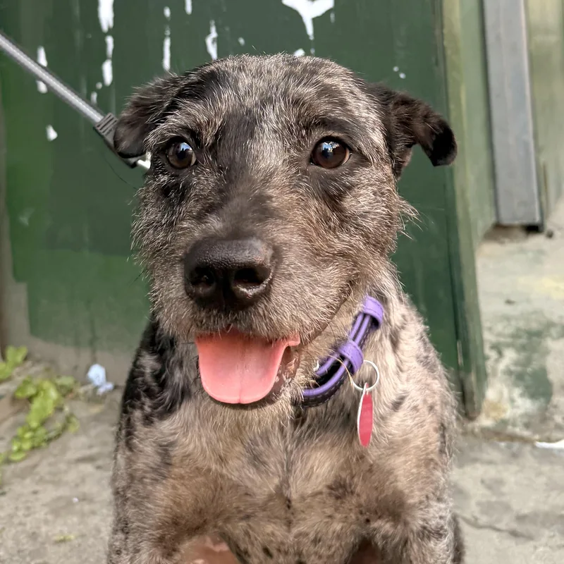 A young medium-sized male Merle (Blue) Border Terrier dog named Adonis for adoption in Brooklyn, NY