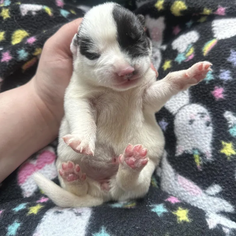 A baby small-sized female Mixed Breed dog named Phoenix for adoption in Newport, TN