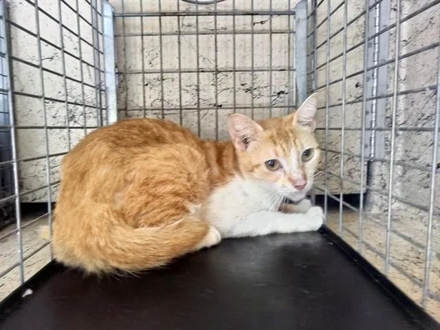 A young large-sized female Domestic Short Hair cat named Count Crow for adoption in Fort Lauderdale, FL
