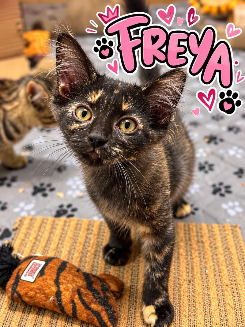 A baby medium-sized female Tortoiseshell Domestic Medium Hair cat named Freya for adoption in Akron, OH