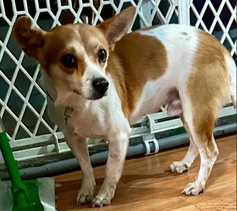 An adult small-sized male Chihuahua dog named Ruger for adoption in North Richland Hills, TX