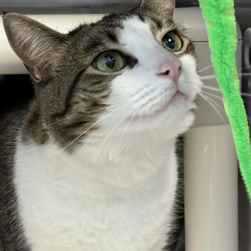 An adult large-sized female White Domestic Short Hair cat named Michelle for adoption in Philadelphia, PA